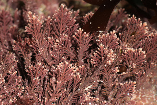 Corallina officinalis