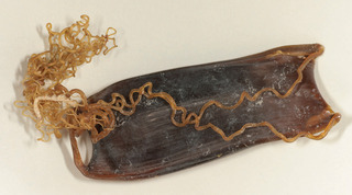 Scyliorhinus canicula