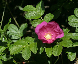 Rosa rugosa