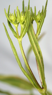 Valerianella dentata