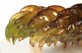 Scorpidium scorpioides