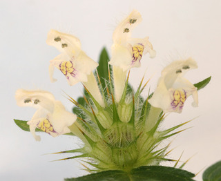 Galeopsis bifida