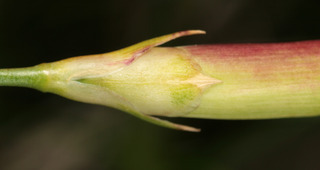 Dianthus plumarius