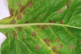Ramularia beticola