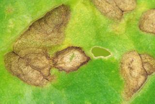 Ramularia beticola