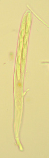 Hymenoscyphus fructigenus