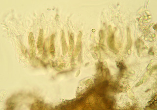 Venturia maculiformis