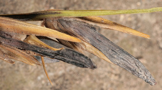 Claviceps purpurea var spartinae