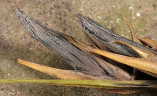 Claviceps purpurea var spartinae