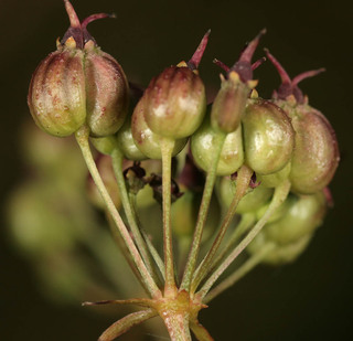 Physospermum cornubiense