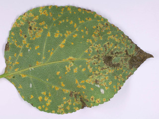 Cladosporium uredinicola