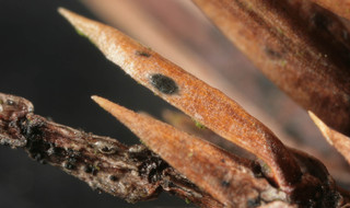 Phomopsis juniperivora