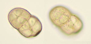 Pleospora herbarum