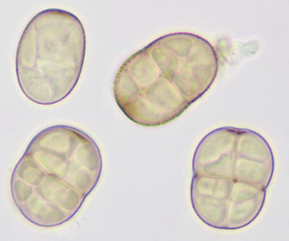 Pleospora herbarum