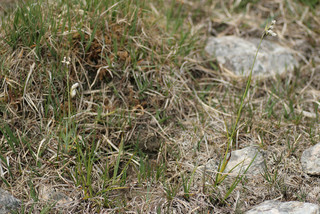 Eriophorum latifolium