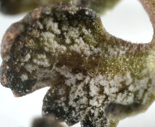 Ramularia obducens
