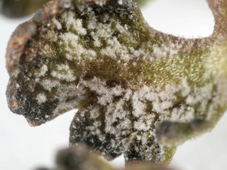 Ramularia obducens
