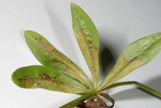 Peronospora calotheca