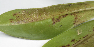Peronospora calotheca