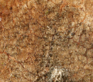 Phyllosticta fraxinicola