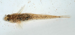 Pomatoschistus microps