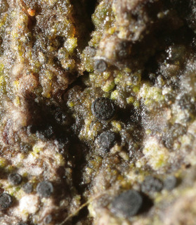 Catillaria nigroclavata