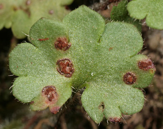 Puccinia saxifragae