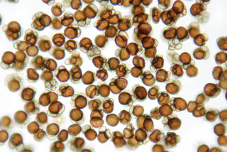 Urocystis anemones