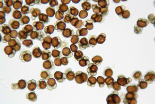Urocystis anemones