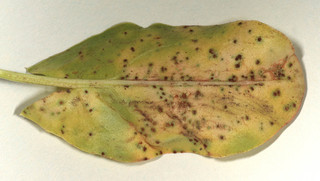 Puccinia acetosae