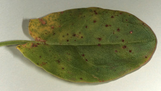 Puccinia acetosae