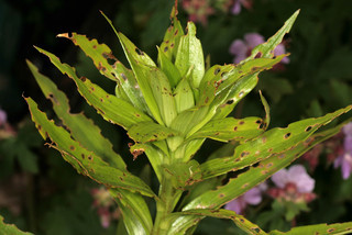 Lilioceris lilii
