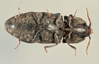 Agrypnus murinus