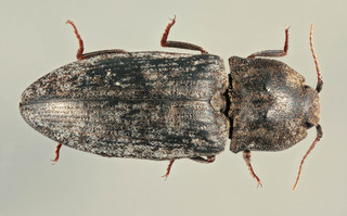 Agrypnus murinus