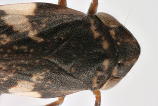 Philaenus spumarius quadrimaculatus