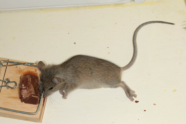 Как отличить мышь. Мышь домовая (mus musculus l.. Крысы мыши полевки. Мышь полевка и домашняя мышь отличия. Крыса домовая.