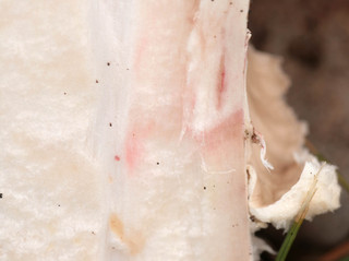 Agaricus bernardii