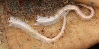 Spirobranchus lamarcki