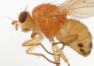 Sapromyza albiceps