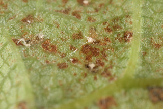 Mycosphaerella latebrosa
