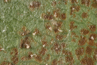 Mycosphaerella latebrosa