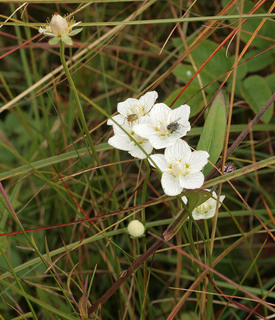 Parnassia palustris var palustris