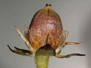 Parnassia palustris var palustris