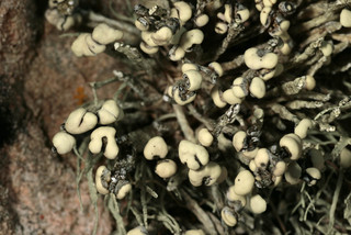 Lichenoconium usneae