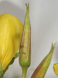 Oenothera glazioviana