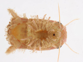 Cymodoce truncata