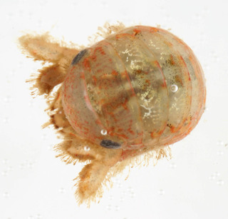 Cymodoce truncata