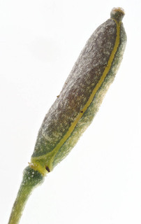Erophila verna s.l.