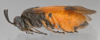 Arge cyanocrocea