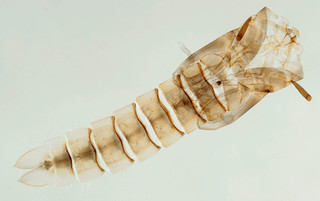 Psectrotanypus varius